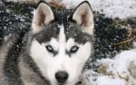 russia game 2 winter siberia wolf - spur magazine