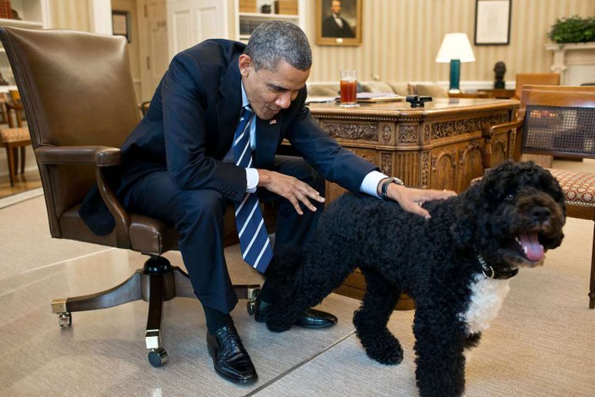 Obama’s Dog Bites White House Guest | Spurzine