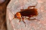 Live Cockroach Pulled from Woman's Skull - Spur Magazine