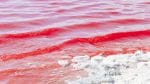 Austrian Salt Lake Turns Pink - Spur Magazine
