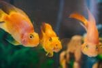 5 Important Tips to Help You Set Up Your Home Aquarium | Spurzine