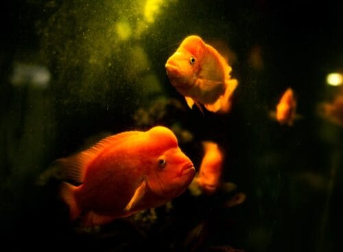 8 Goldfish Alternatives for Your Home Aquarium | Spurzine