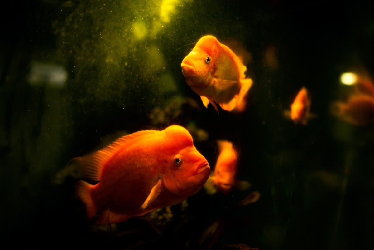 8 Goldfish Alternatives for Your Home Aquarium | Spurzine